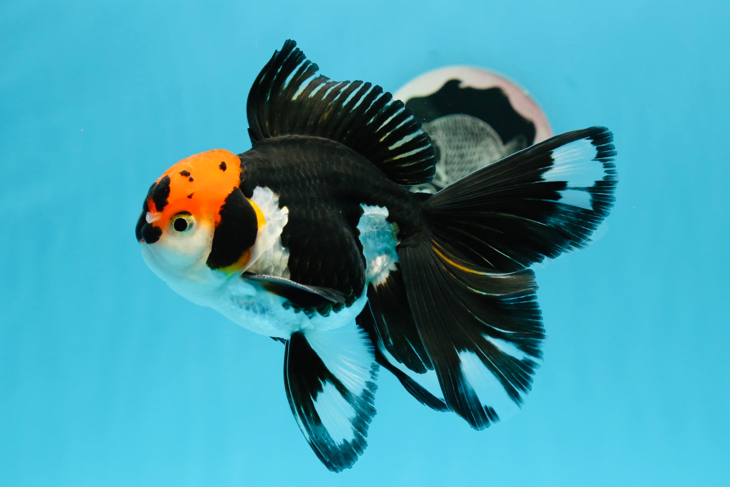 AAA Grade Tricolor Beautiful Tail Oranda Female 5.5–6 inches #0614OR_24