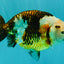 UNIQUE Tricolor Chinese Ranchu Male 6.5  inches #050826RC_12
