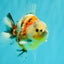 A Grade Sanke Oranda Male 4.5-5 inches #082126OR_25