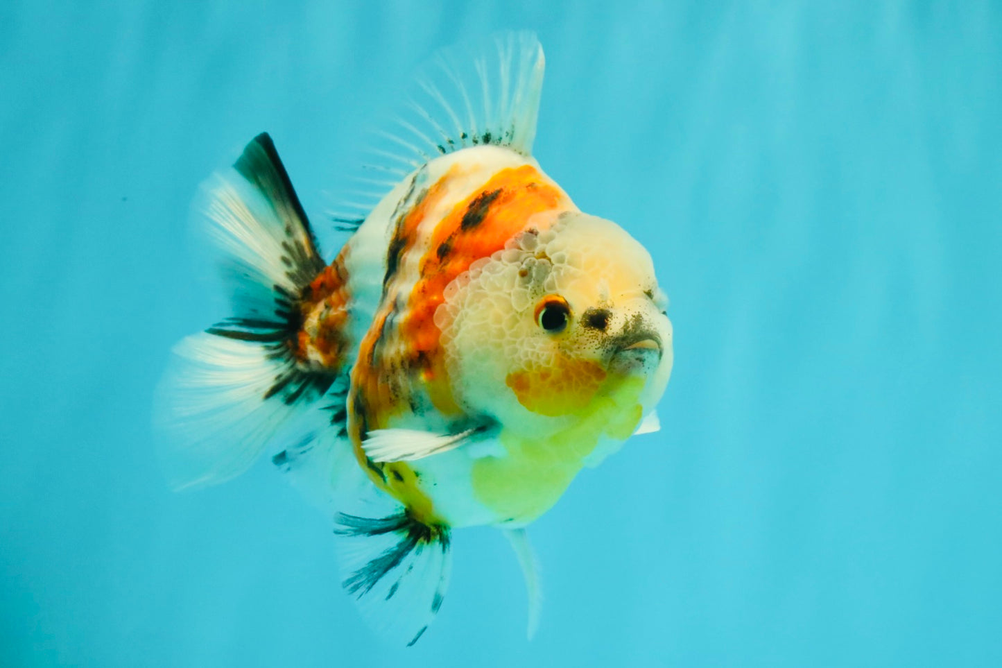 A Grade Sanke Oranda Male 4.5-5 inches #082126OR_25