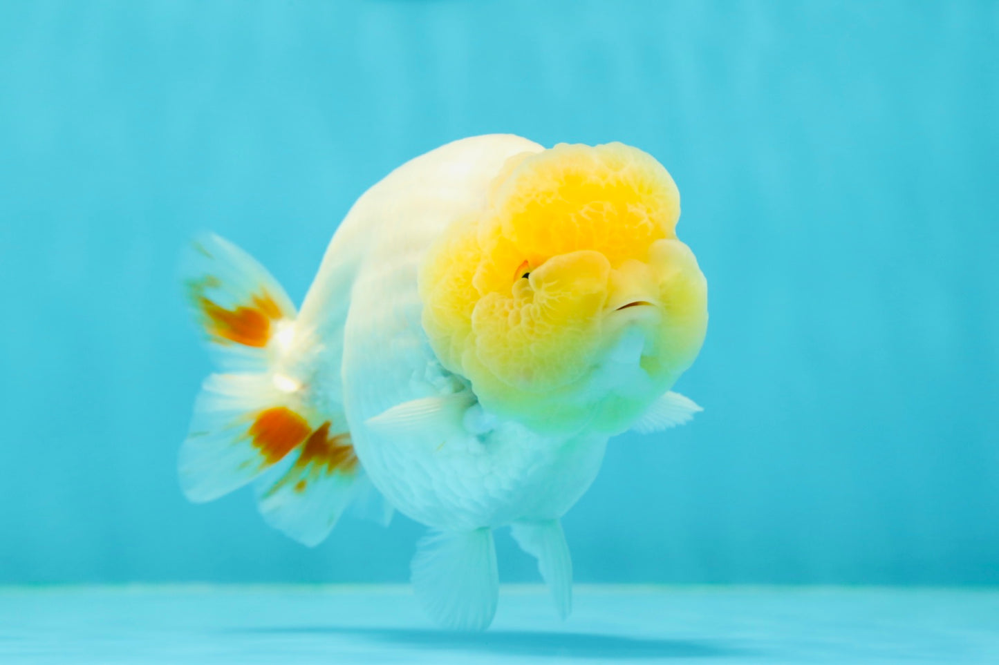 A Grade Bright Lemonhead Lionchu Male 4.5 inches #0412LC_14