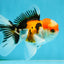 A Grade Tricolor Oranda Male 4.5 inches #050225OR_10