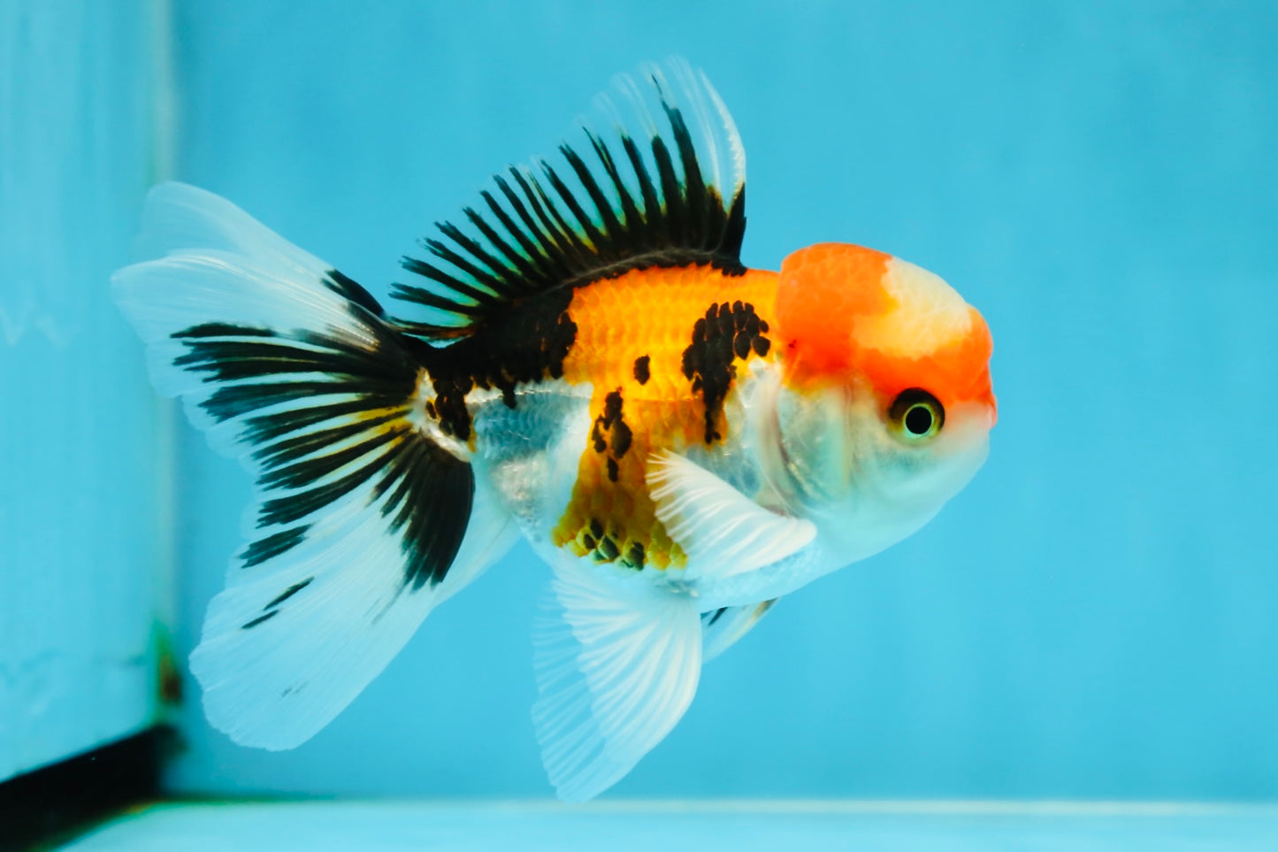 A Grade Tricolor Oranda Male 4.5 inches #050225OR_10