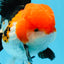 A Grade Tricolor Oranda Male 4.5inches #0920OR_27