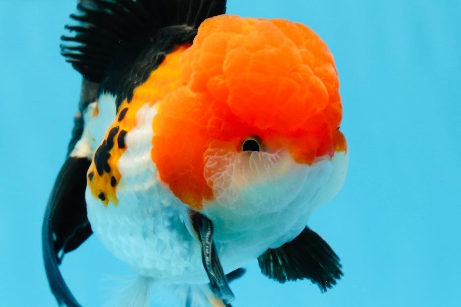 A Grade Tricolor Oranda Male 4.5inches #0920OR_27