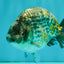 A Grade Strong Body Structure Tiger Ranchu Male 5-5.5 inches #081426RC_22