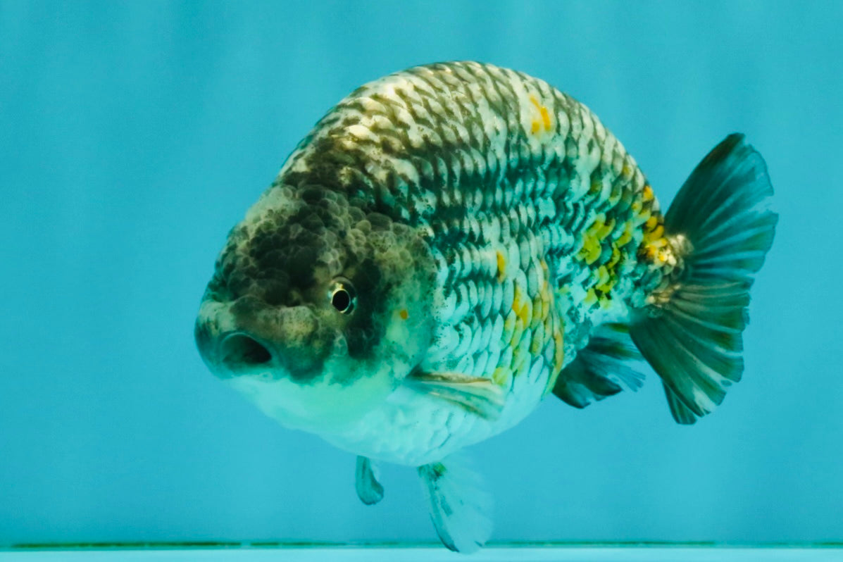 A Grade Strong Body Structure Tiger Ranchu Male 5-5.5 inches #081426RC_22