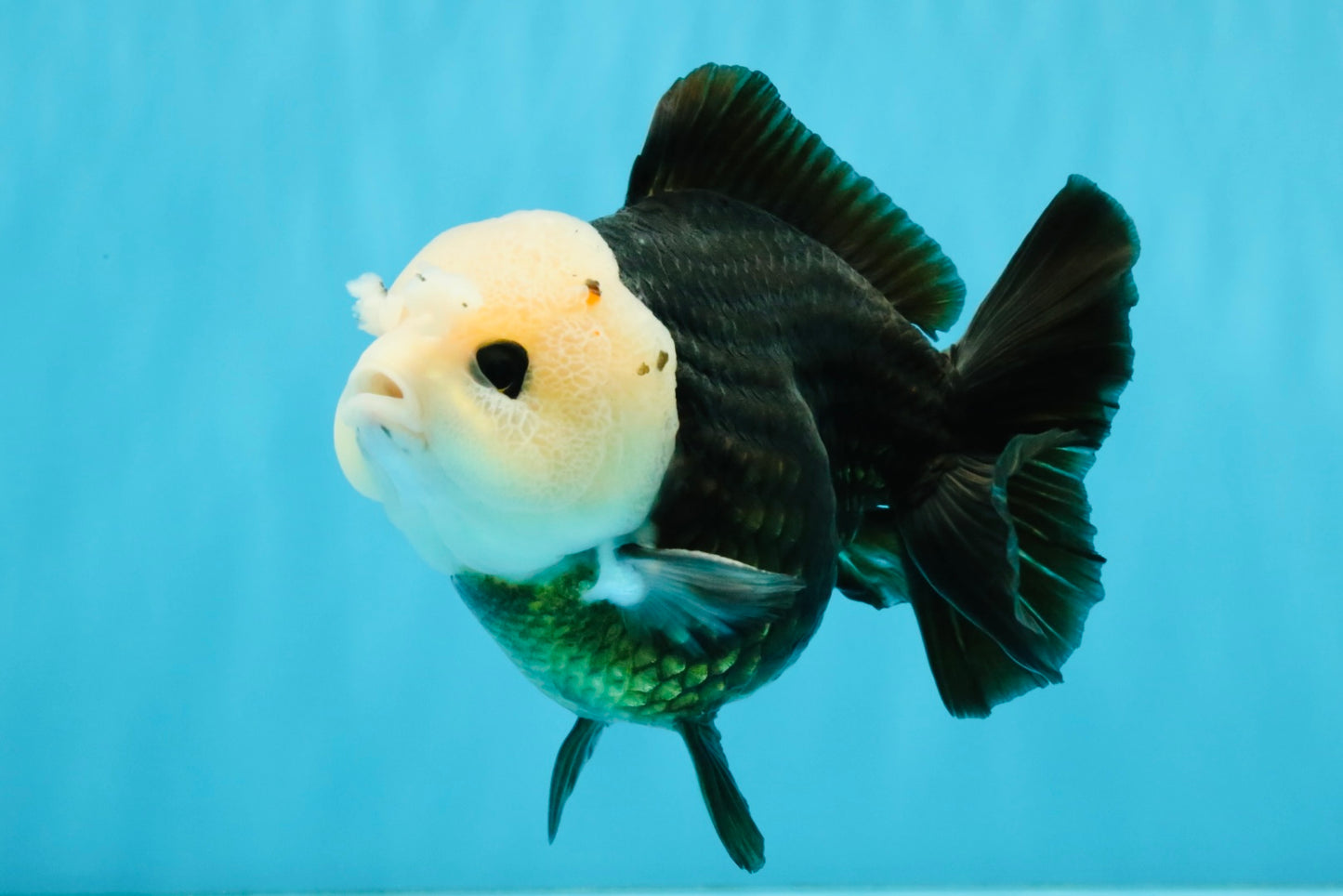 Pompom Panda Button Eyes Yuanbao Male 5-5.5 inches #040326YB_04