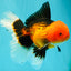 UNIQUE AAA Grade Apache Oranda Male 6 inches #101626OR_07
