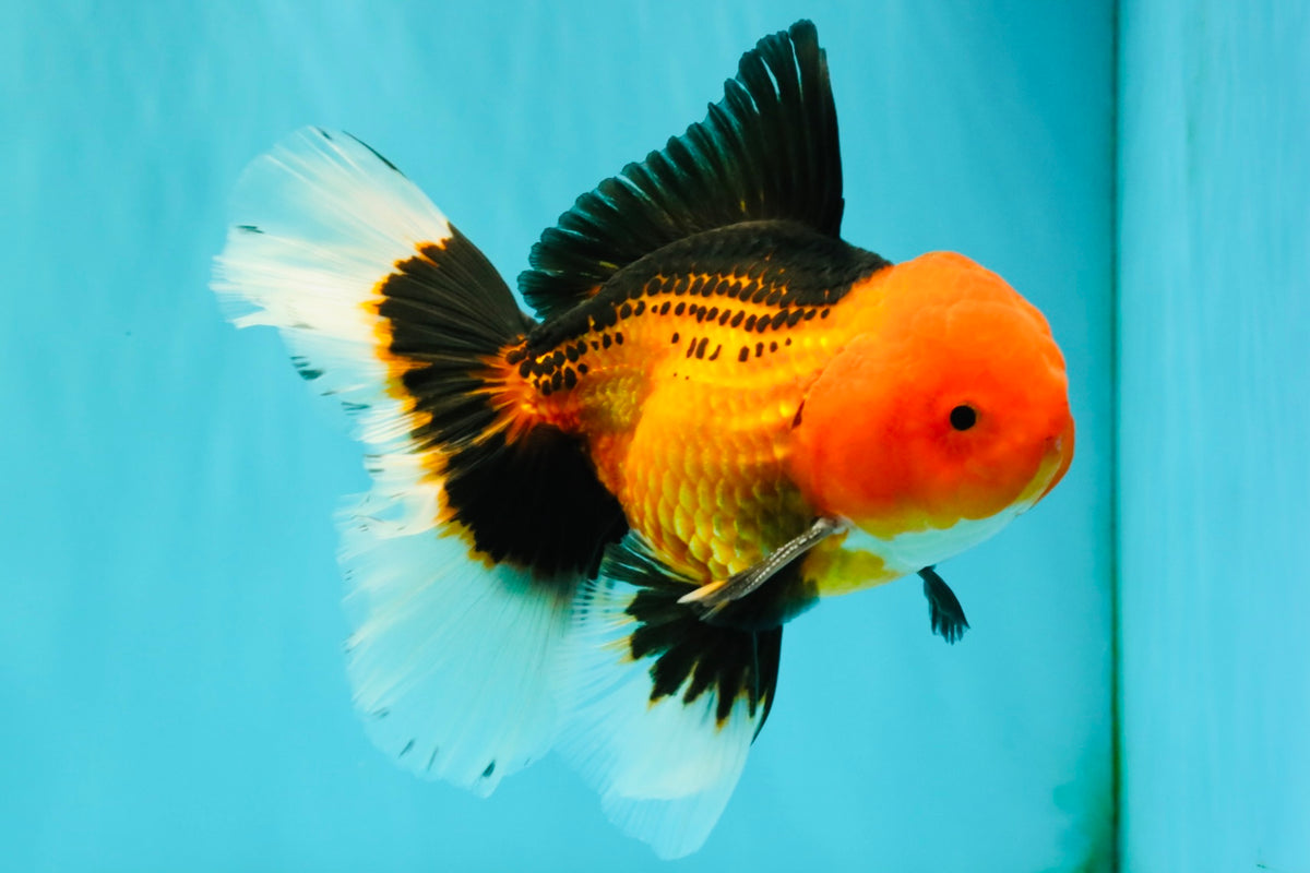 UNIQUE AAA Grade Apache Oranda Male 6 inches #101626OR_07