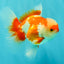 AAA Grade Red White Oranda Male 5 inches #061926OR_23