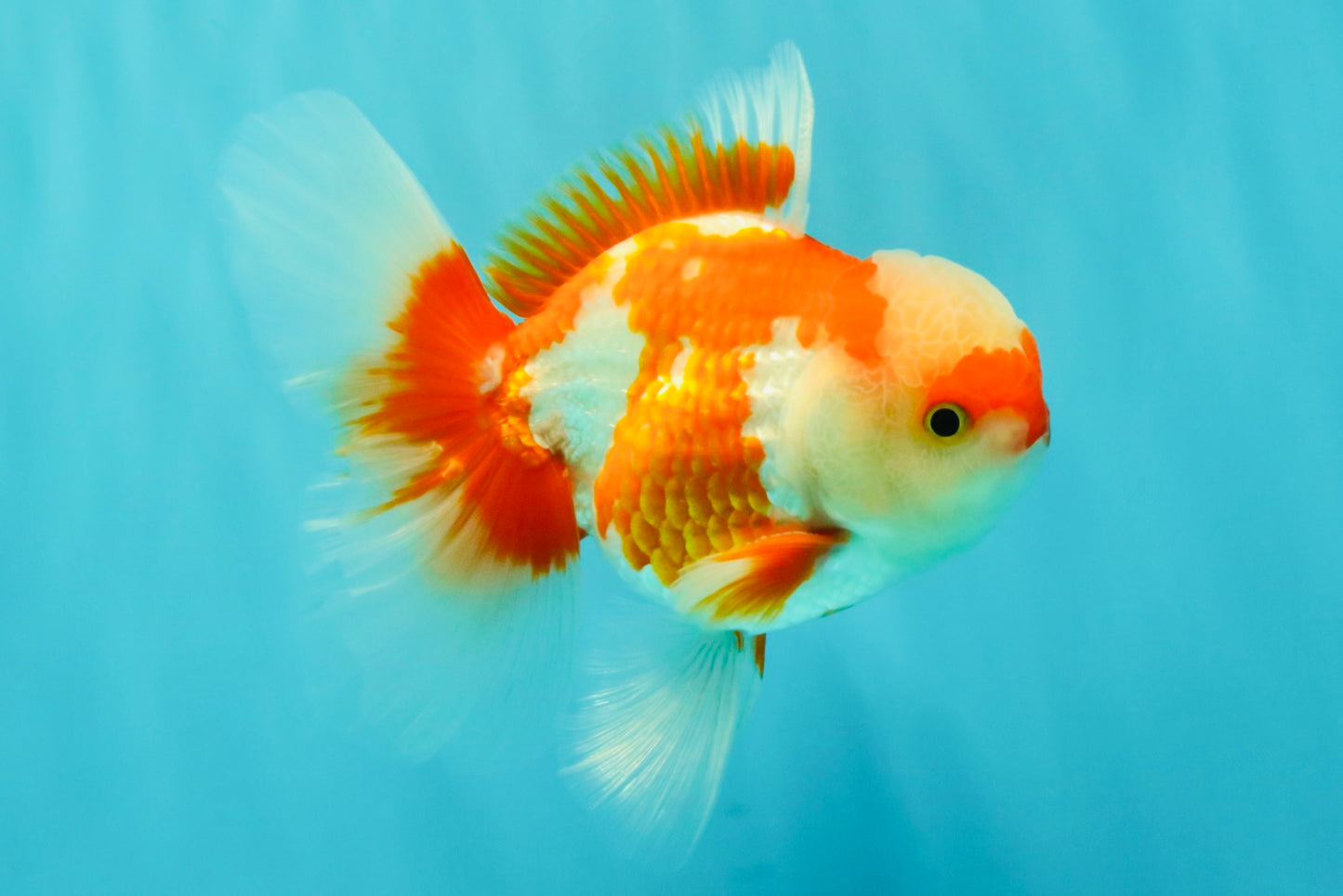 AAA Grade Red White Oranda Male 5 inches #061926OR_23