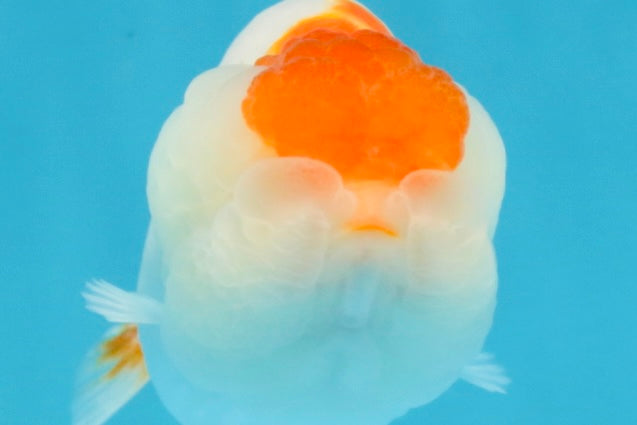 TANCHO Red White LionChu Female 4-4.5 inches #120525LC_15