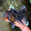 CHONKY A Grade Tiger Oranda Male 7 inches #082126OR_16