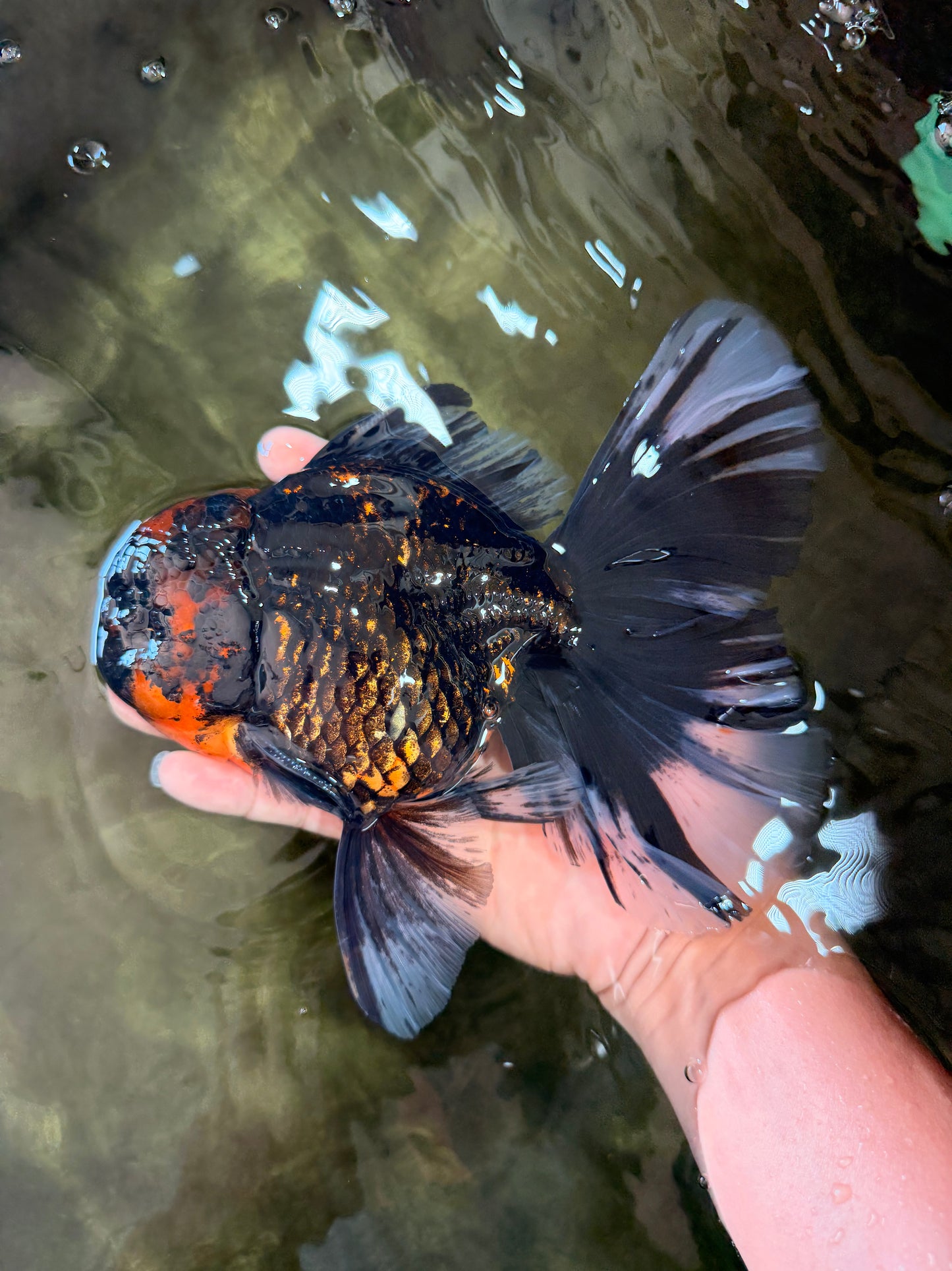 CHONKY A Grade Tiger Oranda Male 7 inches #082126OR_16