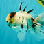 AAA Grade White Tiger Oranda Male 5.5 inches #062626OR_35