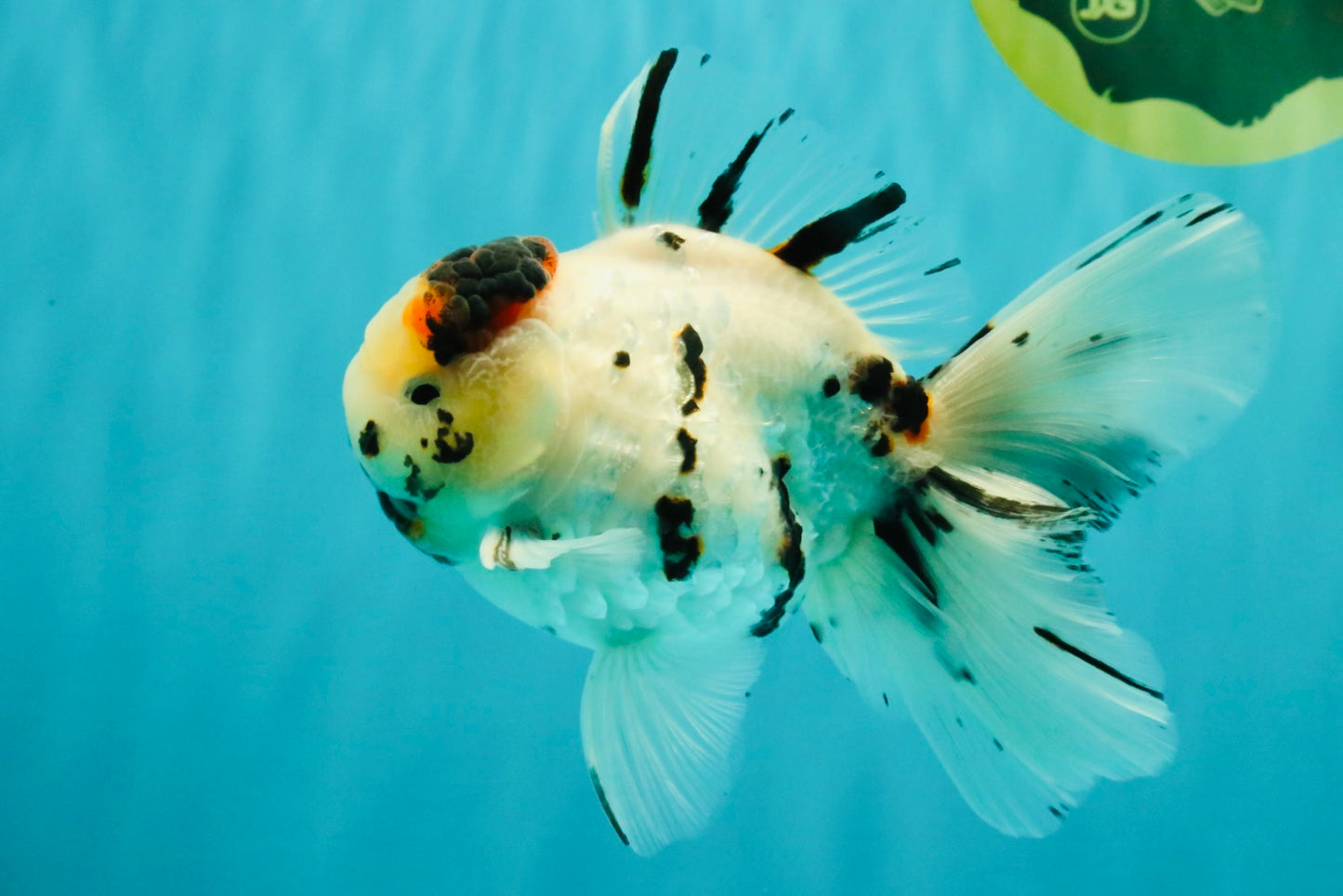 AAA Grade White Tiger Oranda Male 5.5 inches #062626OR_35