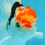A Grade Young Tricolor Oranda Male 4.5 inches #061325_05