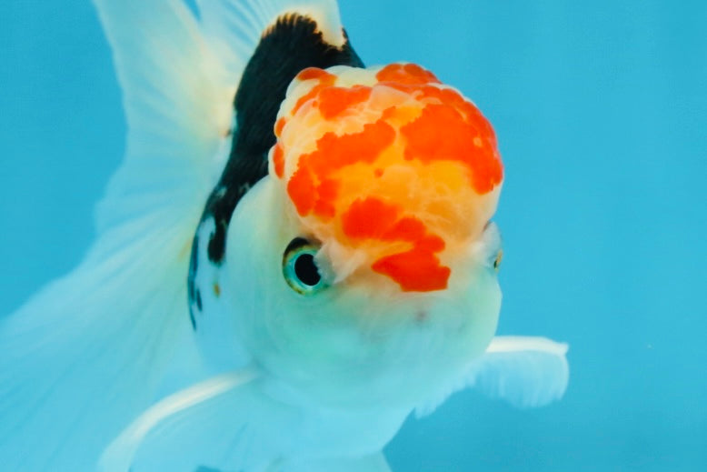 A Grade Young Tricolor Oranda Male 4.5 inches #061325_05