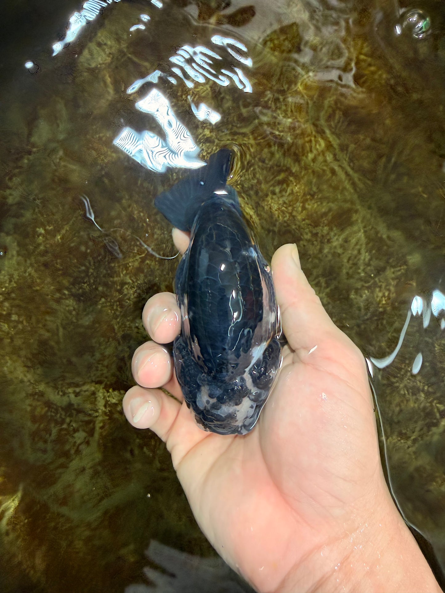 SPECIAL PANDA A Grade Ink Chinese Ranchu Male 4.5 inches #120525RC_05