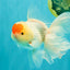 A Grade Special Heart Head Red White Oranda Male 6 inches #101626OR_01