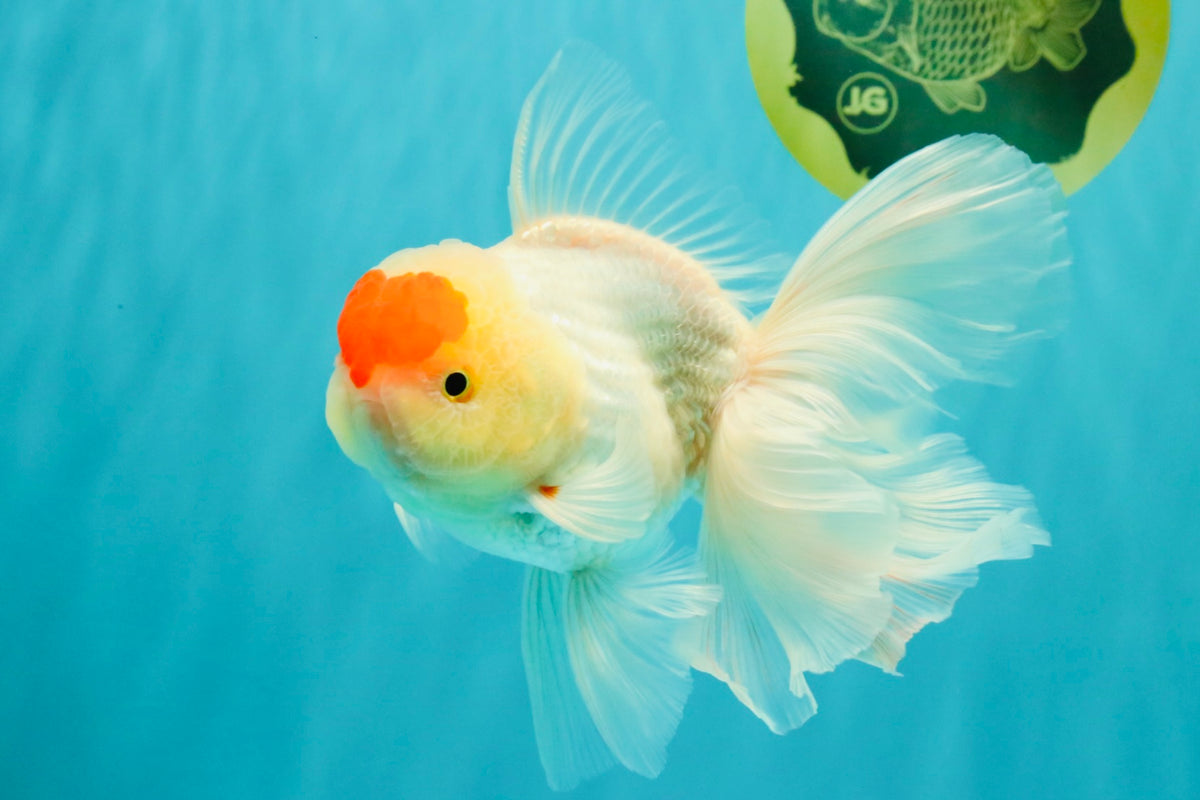 A Grade Special Heart Head Red White Oranda Male 6 inches #101626OR_01
