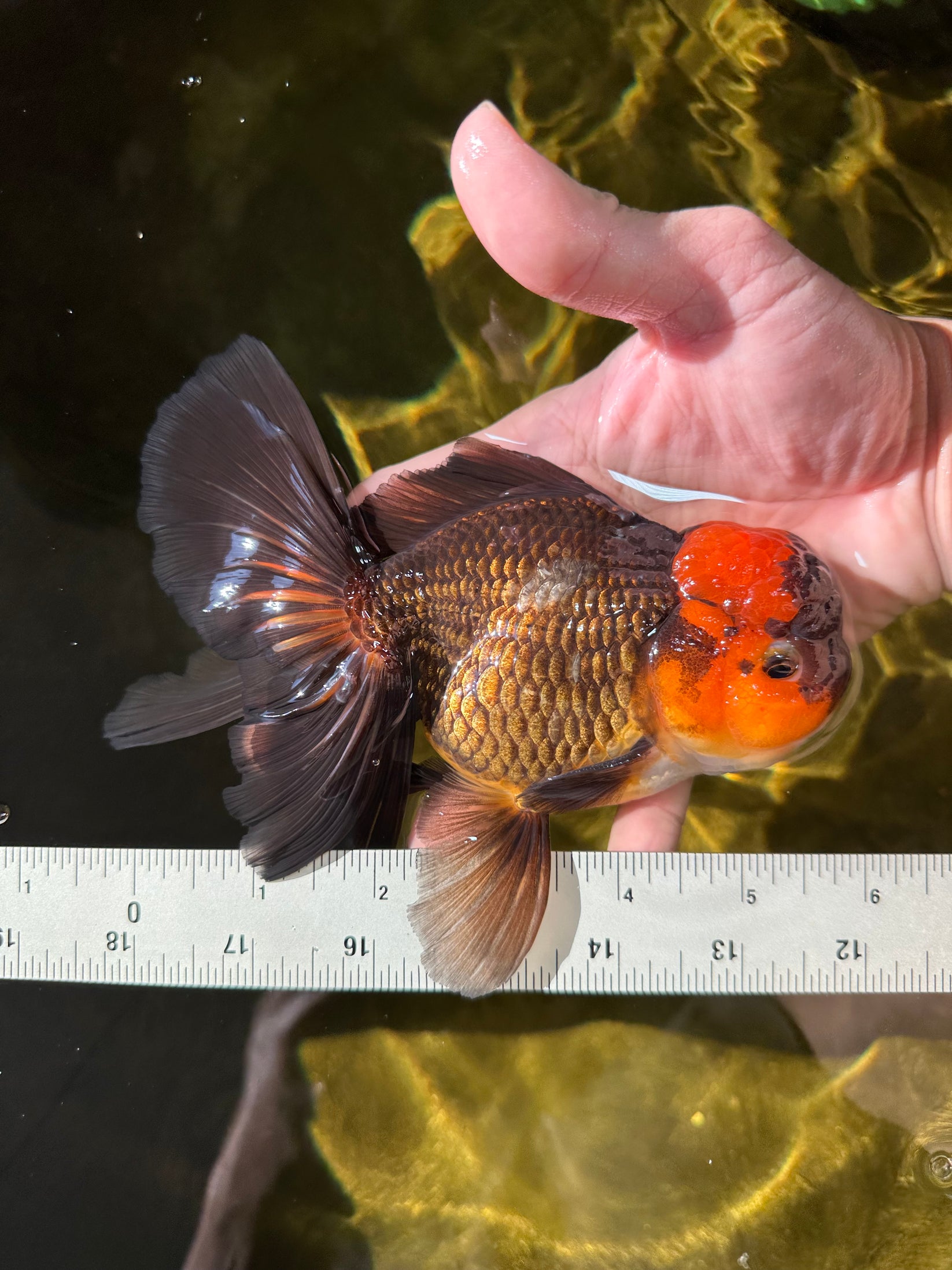 A Grade Apache Oranda Male 5.5-6 inches #0329OR_05 – Jimmy Goldfish