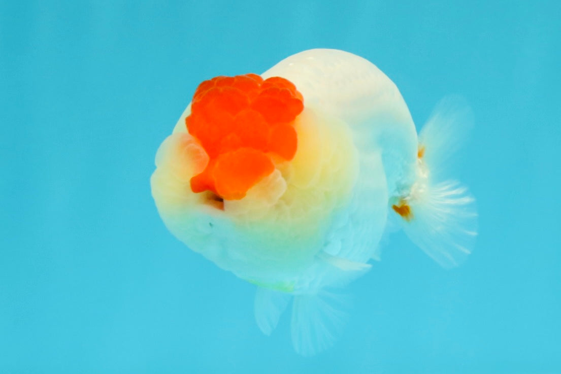 A Grade Tancho Red White LionQueen 4-4.5 inches #031326LC_08