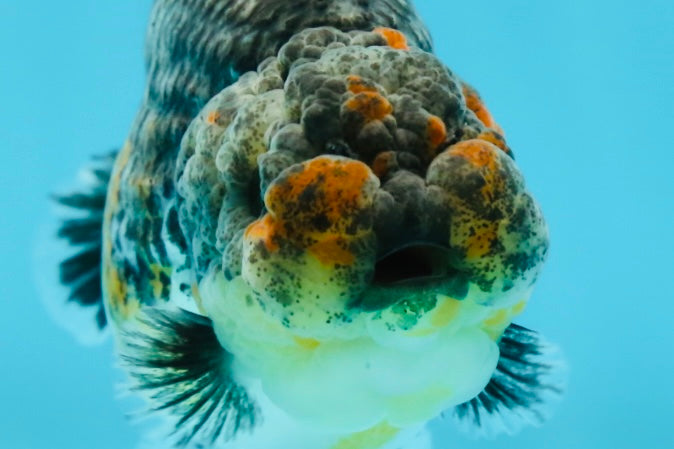 A Grade High Back Blue Kirin LionQueen 3.5-4 inches #050925LC_07