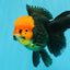 A Grade Red Head Tricolor Oranda Male 5.5-6 inches #030626OR_25