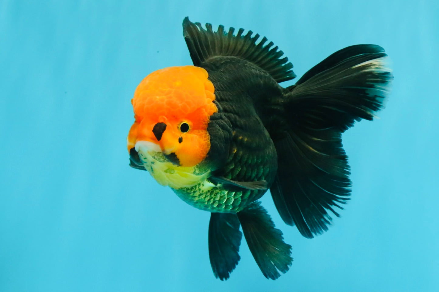 A Grade Red Head Tricolor Oranda Male 5.5-6 inches #030626OR_25