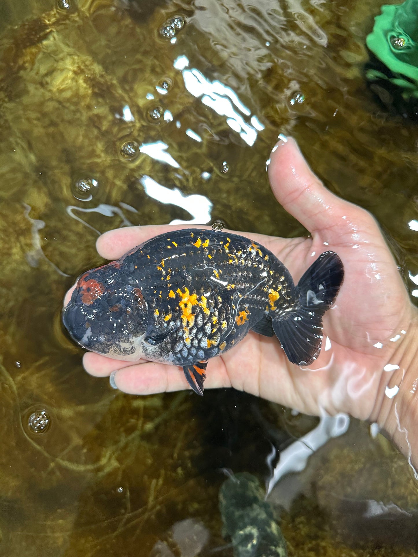 AAA Grade SPECIAL Tiger LionKing 5 inches #082925LC_02