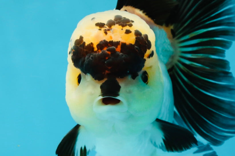 A Grade Panda Oranda Female 5-5.5 inches #050925OR_35
