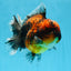 AAA Grade Super Chonky Tiger Godzilla Oranda Male 6 inches #072525OR_13