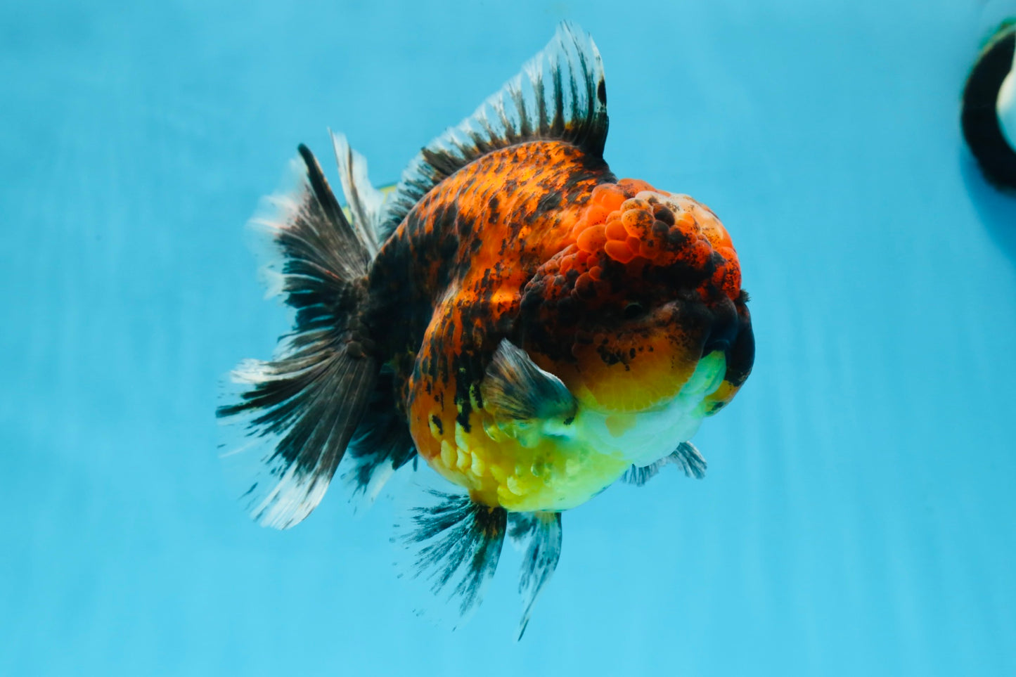 AAA Grade Super Chonky Tiger Godzilla Oranda Male 6 inches #072525OR_13