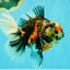AAA Grade Special Sanke Calico Oranda Female 7 inches #071726OR_04