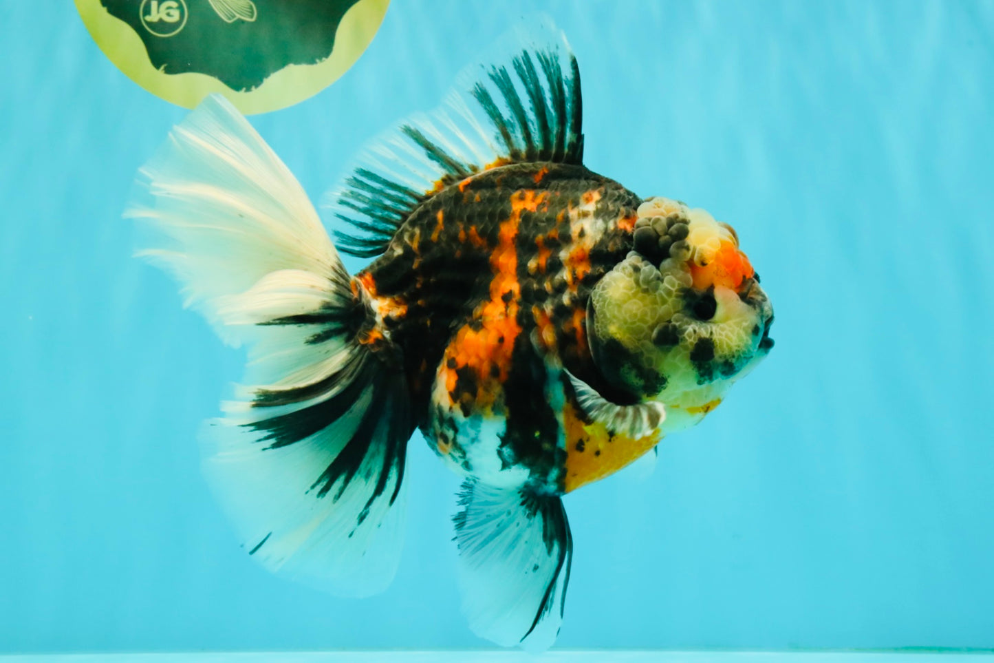 AAA Grade Special Sanke Calico Oranda Female 7 inches #071726OR_04