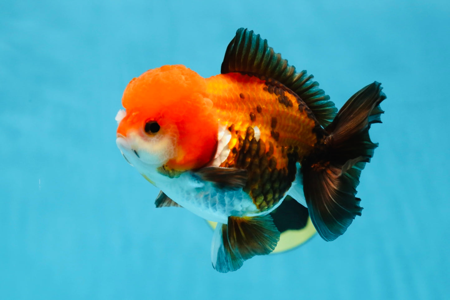 A Grade Pompom Tricolor Yuanbao Male 4.5 inches #052325YB_29