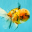 A Grade Tiger Oranda Male 5.5-6 inches #081426OR_04