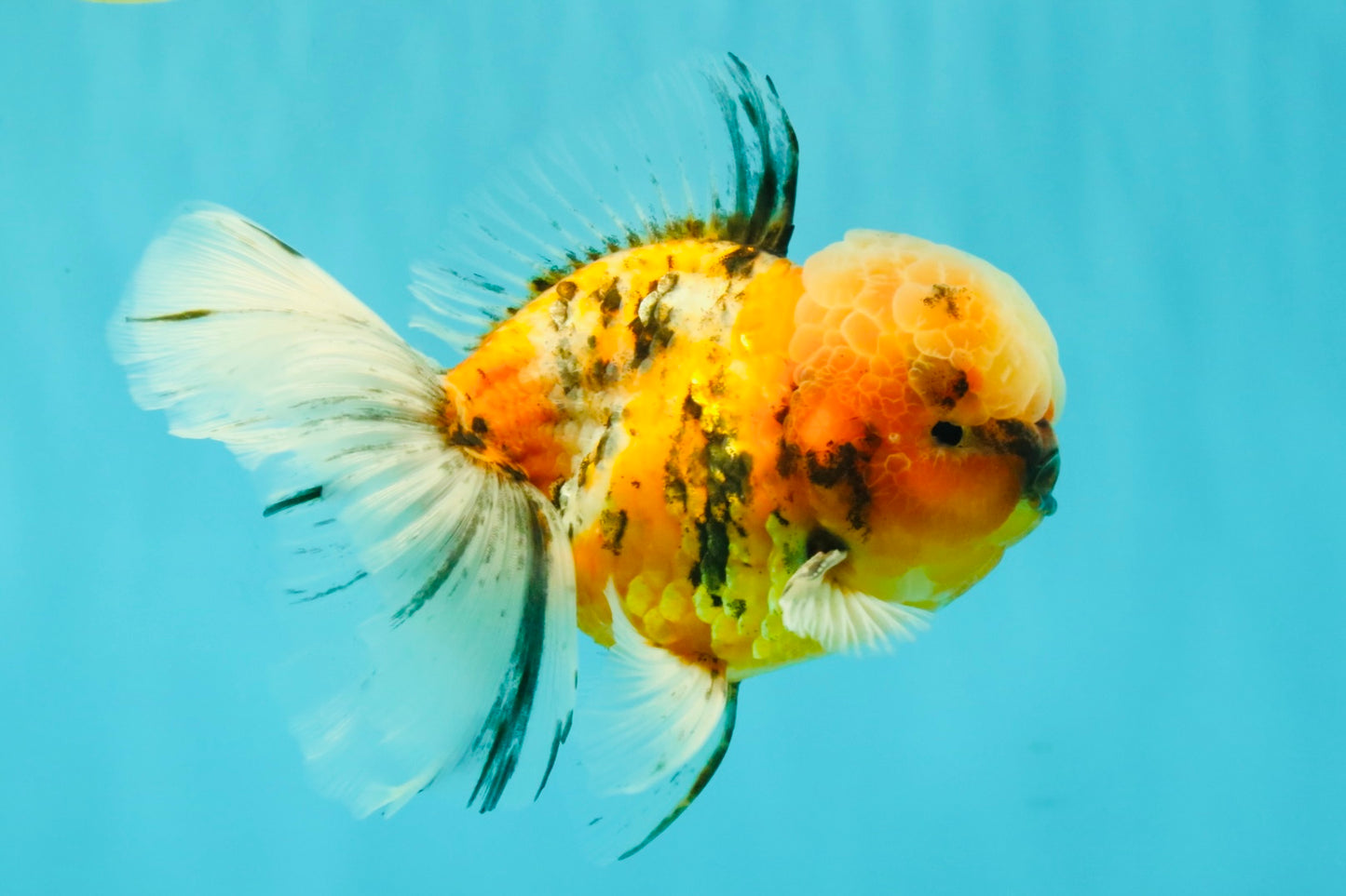 A Grade Tiger Oranda Male 5.5-6 inches #081426OR_04