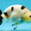 RARE Cow Chinese Ranchu Male 5-5.5 inches #120525RC_04
