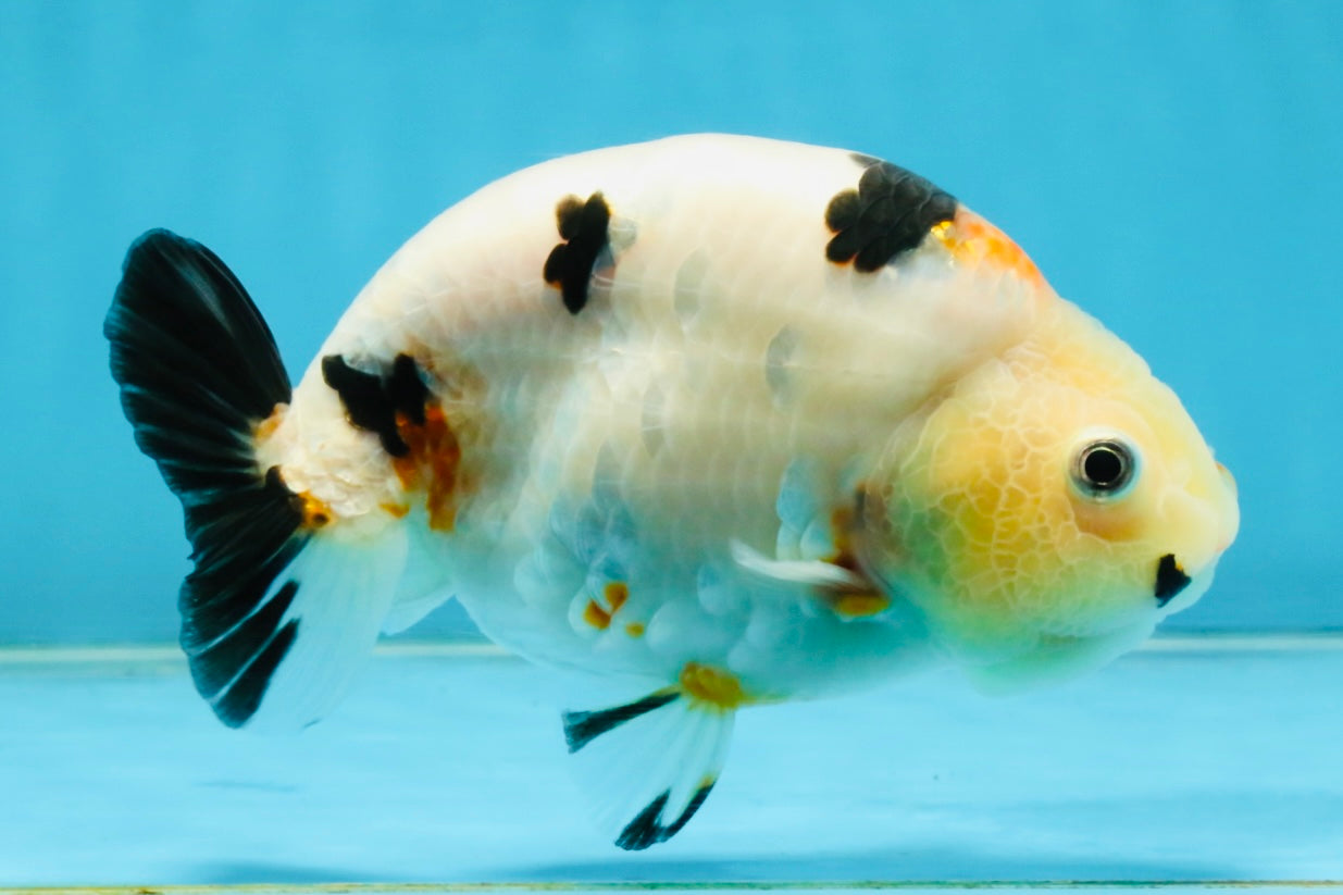 RARE Cow Chinese Ranchu Male 5-5.5 inches #120525RC_04