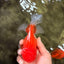 A Grade Red White Oranda Male 5.5 inches #080726OR_12