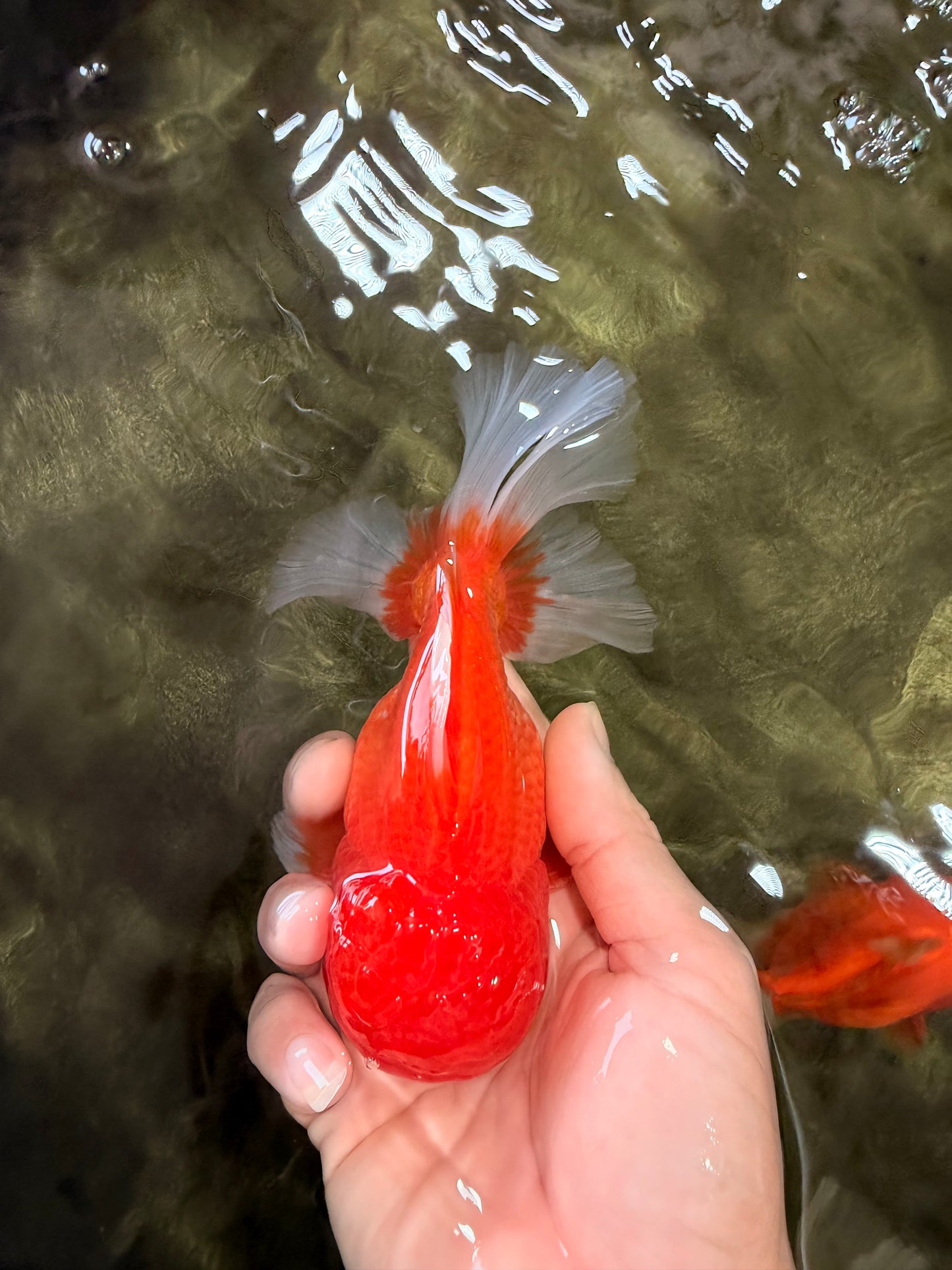 A Grade Red White Oranda Male 5.5 inches #080726OR_12