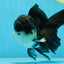 Chubby Cheeks Panda Oranda Male 5 inches #050225OR_06