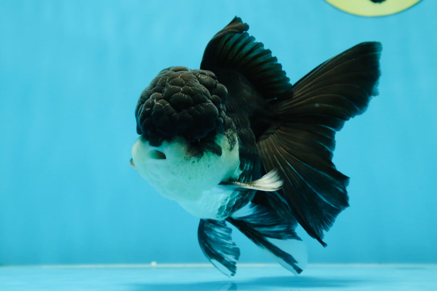 Chubby Cheeks Panda Oranda Male 5 inches #050225OR_06