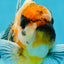 A Grade Ink Tiger Oranda Male 5-5.5 inches #050925OR_49