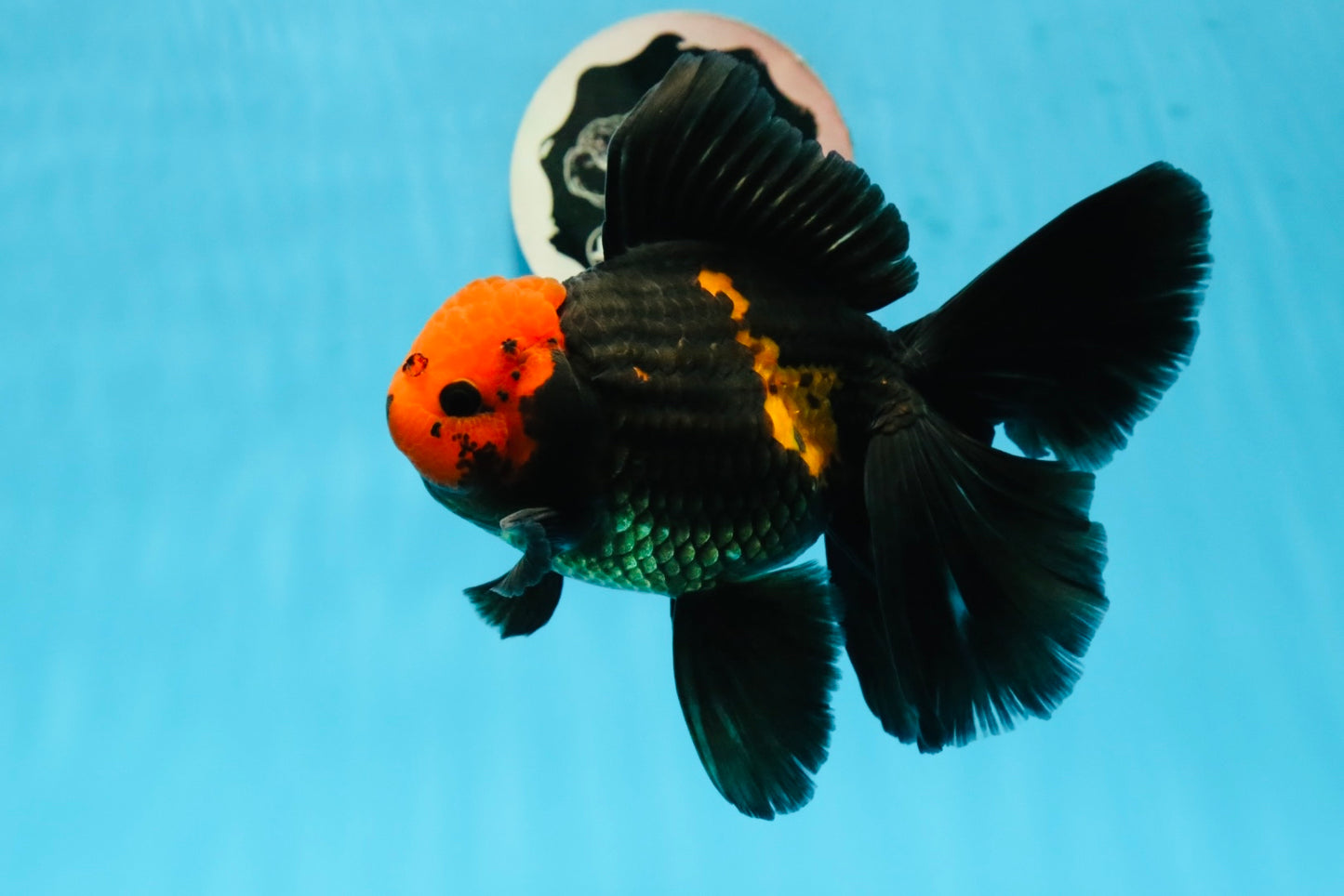 AAA Grade Red Head Apache Butterfly Jumbo Oranda Male 6 inches #1103OR_26