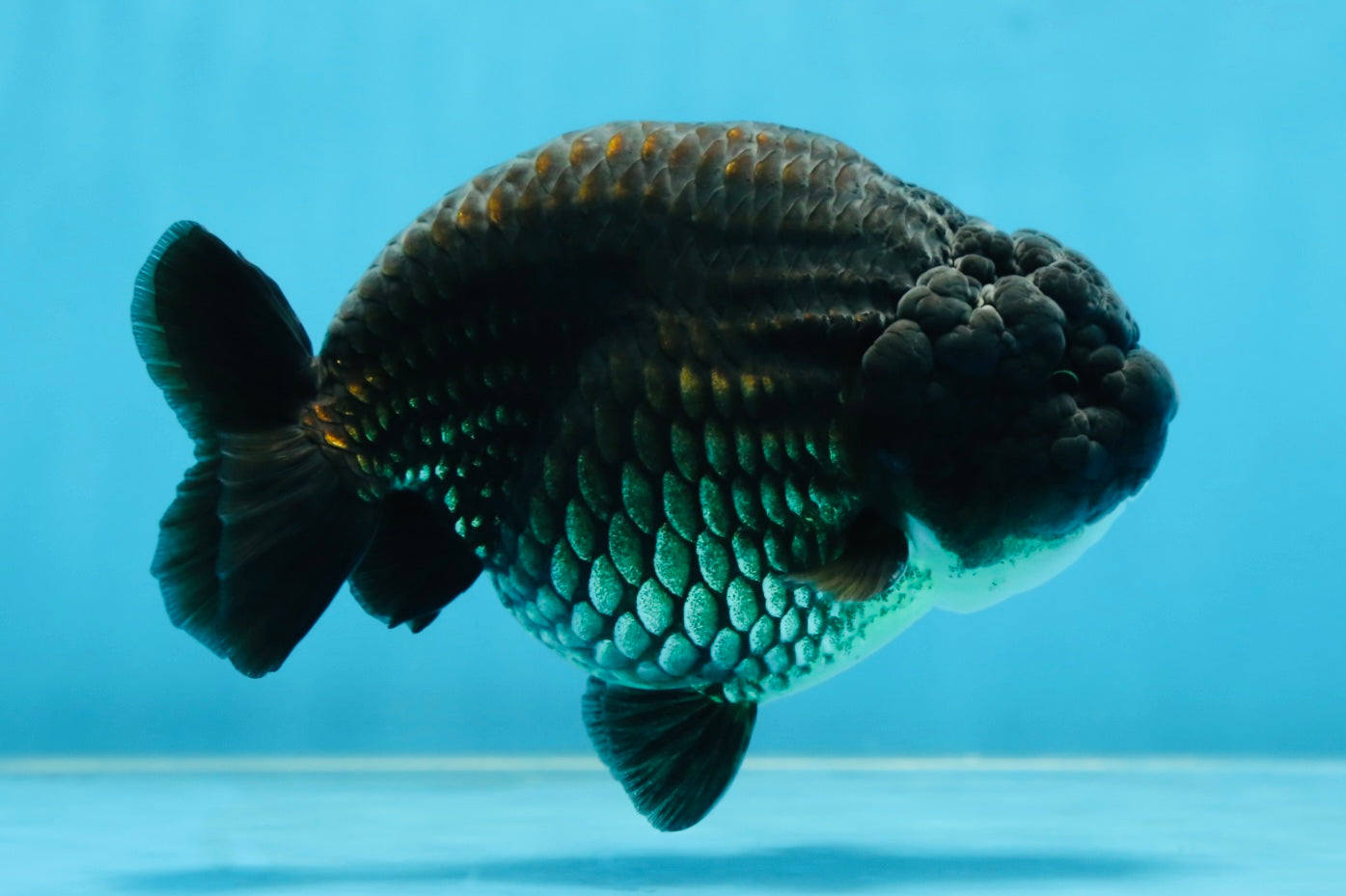 A Grade Black LionKing 5-5.5 inches #080825LC_24