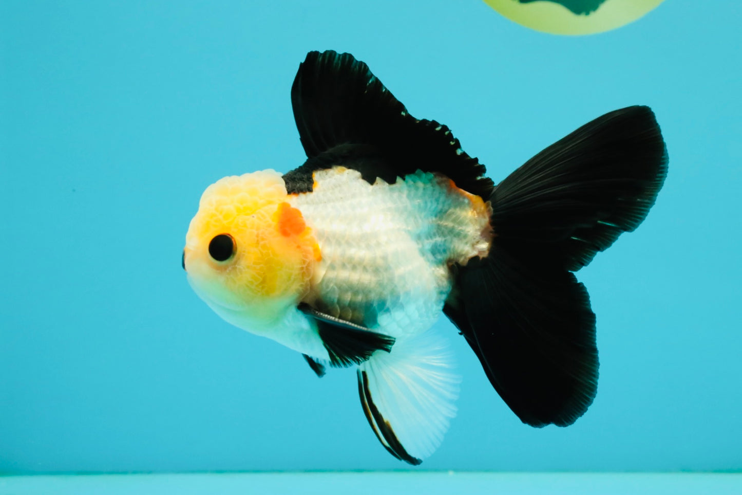 CHARLIE A Grade Tricolor Button Eyes Oranda Male 5 inches #042426OR_05